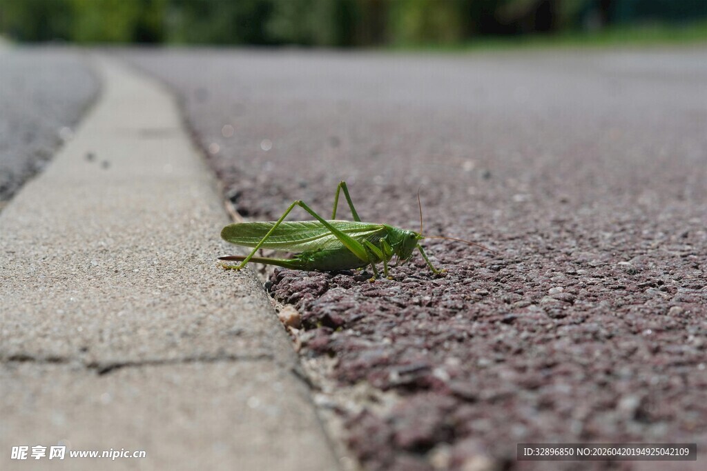 路边的绿色蚂蚱
