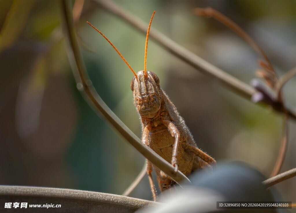 草丛中的棕色蚂蚱