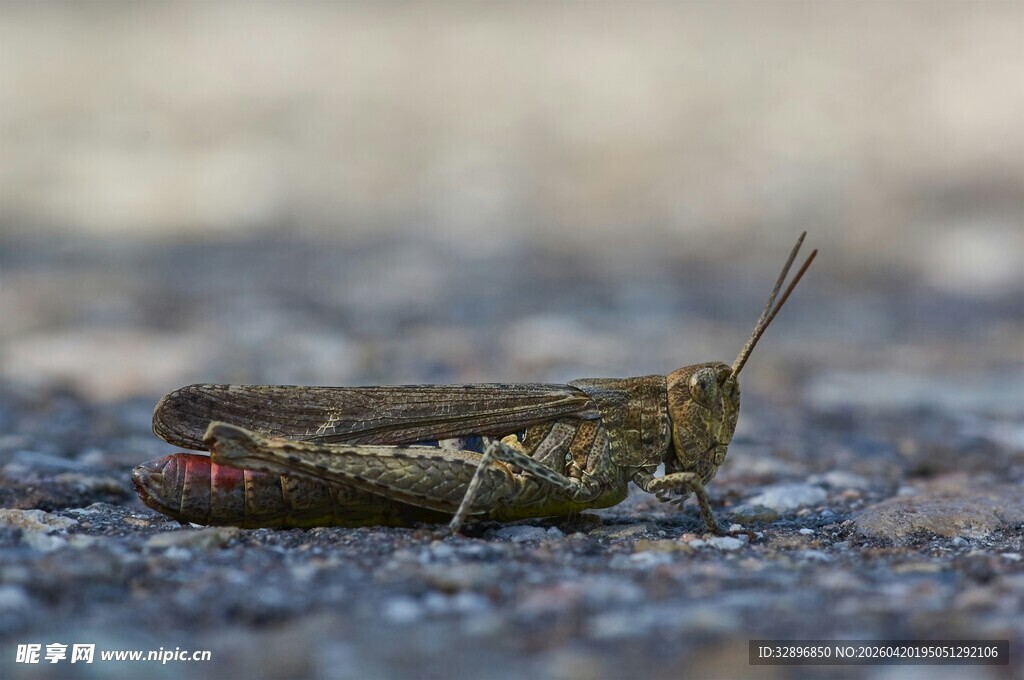 地面上的绿色蚂蚱