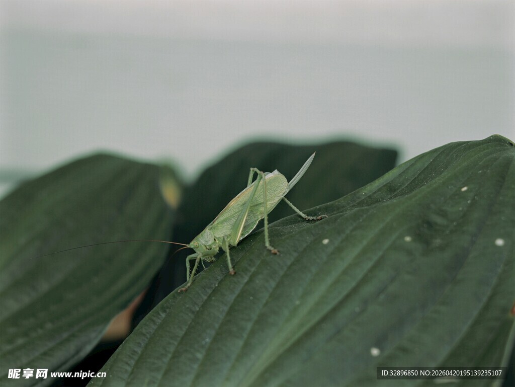 绿叶上的绿色蚂蚱