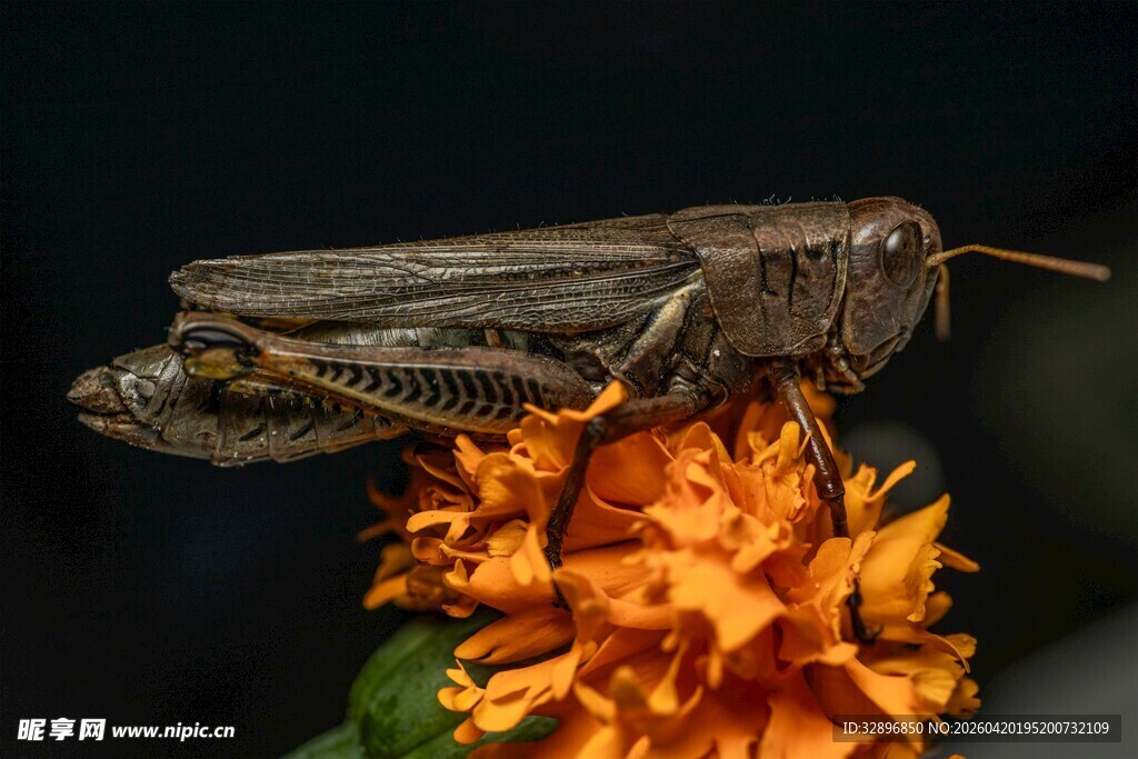 花上的蝗虫