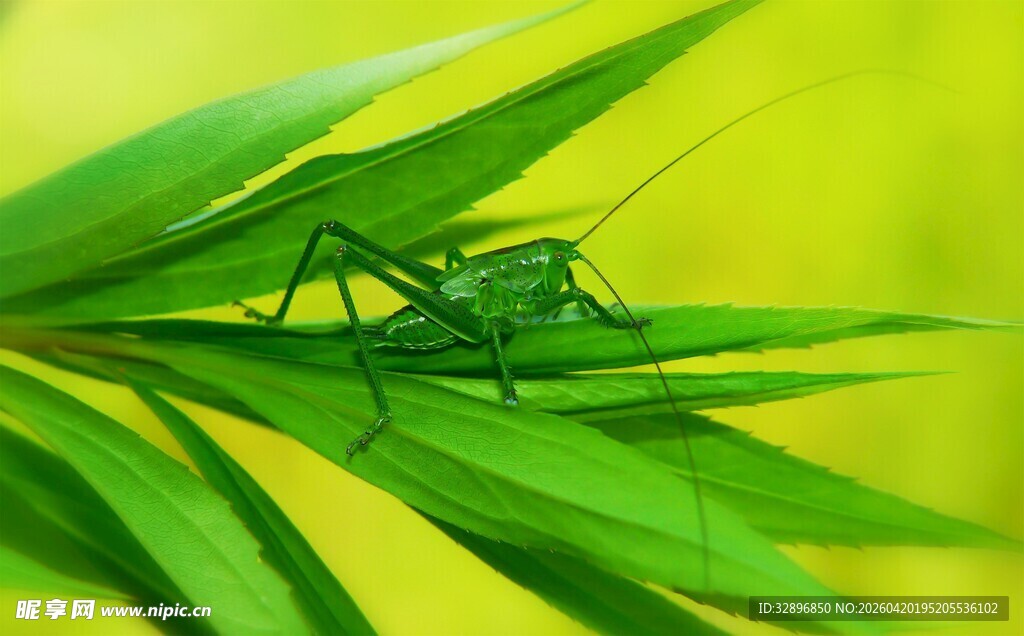 绿叶上的绿色小昆虫