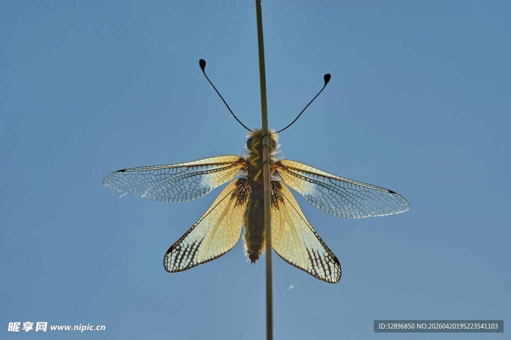 悬于丝上的淡黄飞虫