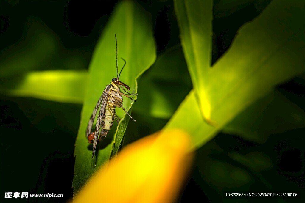 绿叶上的多彩昆虫