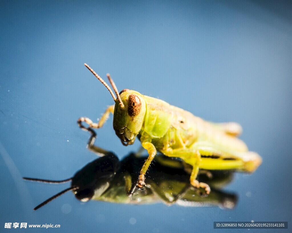 绿色蚂蚱特写
