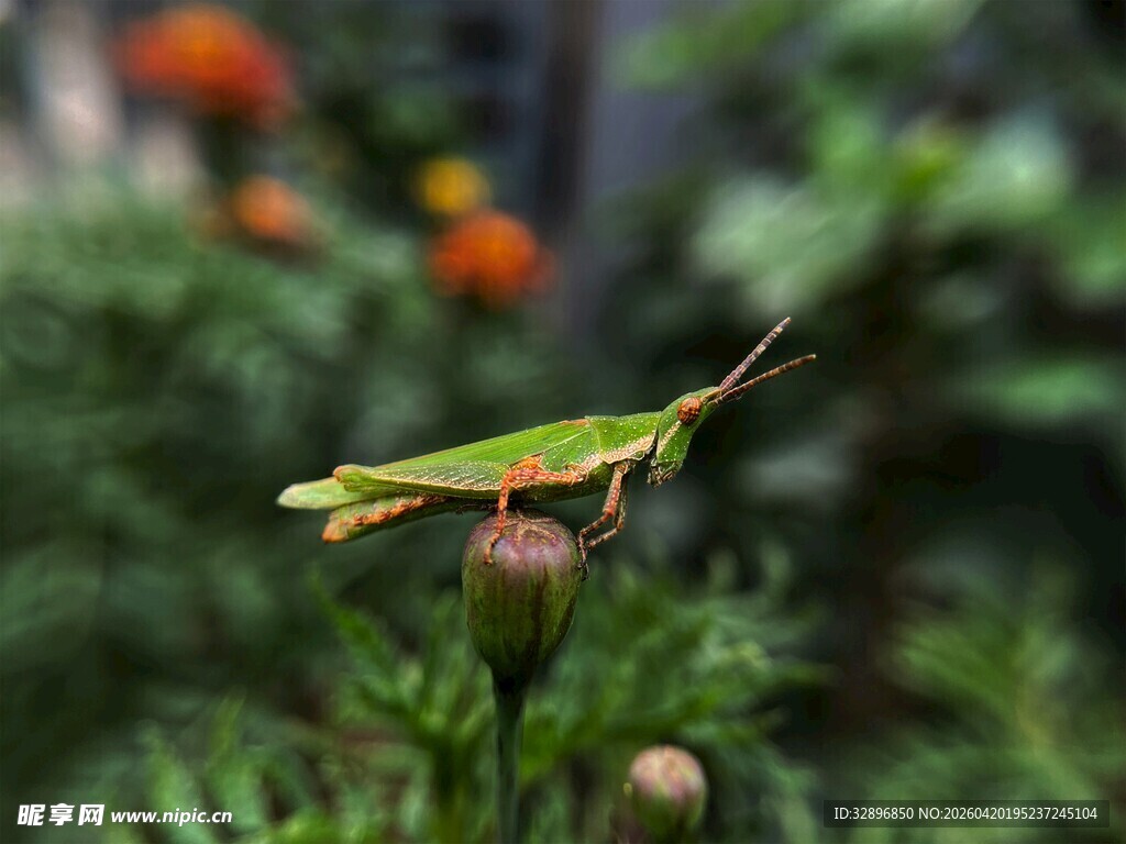 绿叶上的绿色蚂蚱