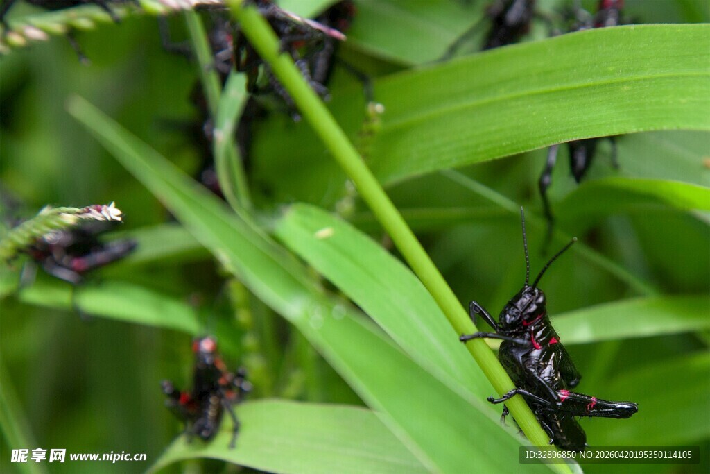 绿叶上的黑色蚂蚱