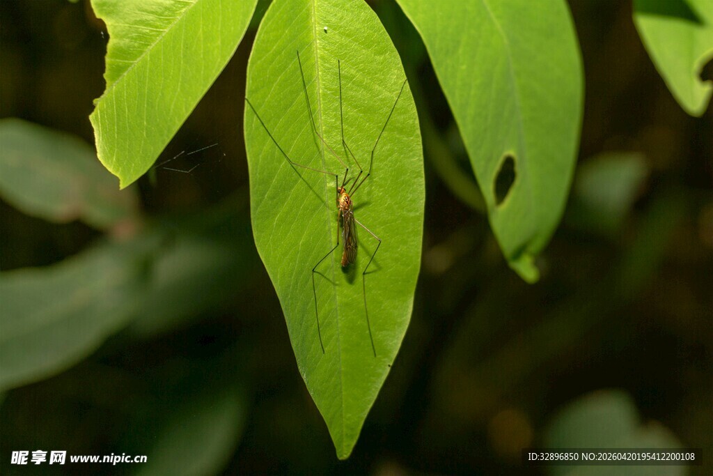 绿叶上的小昆虫