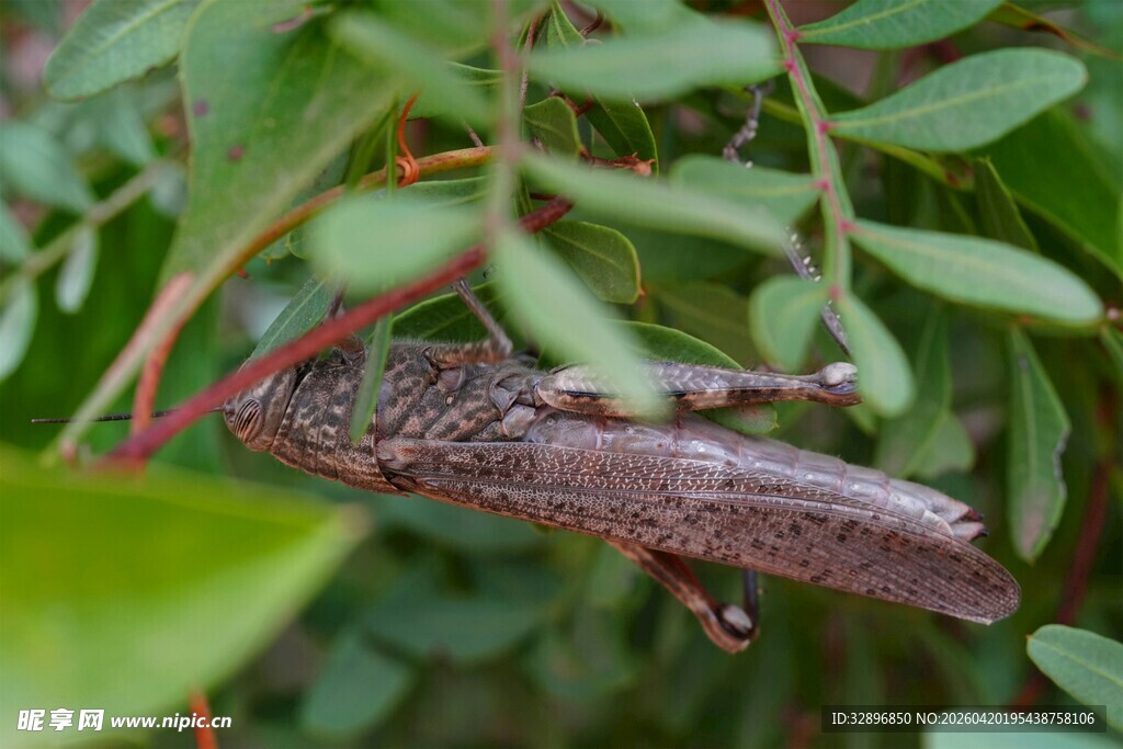 绿叶间的棕色昆虫