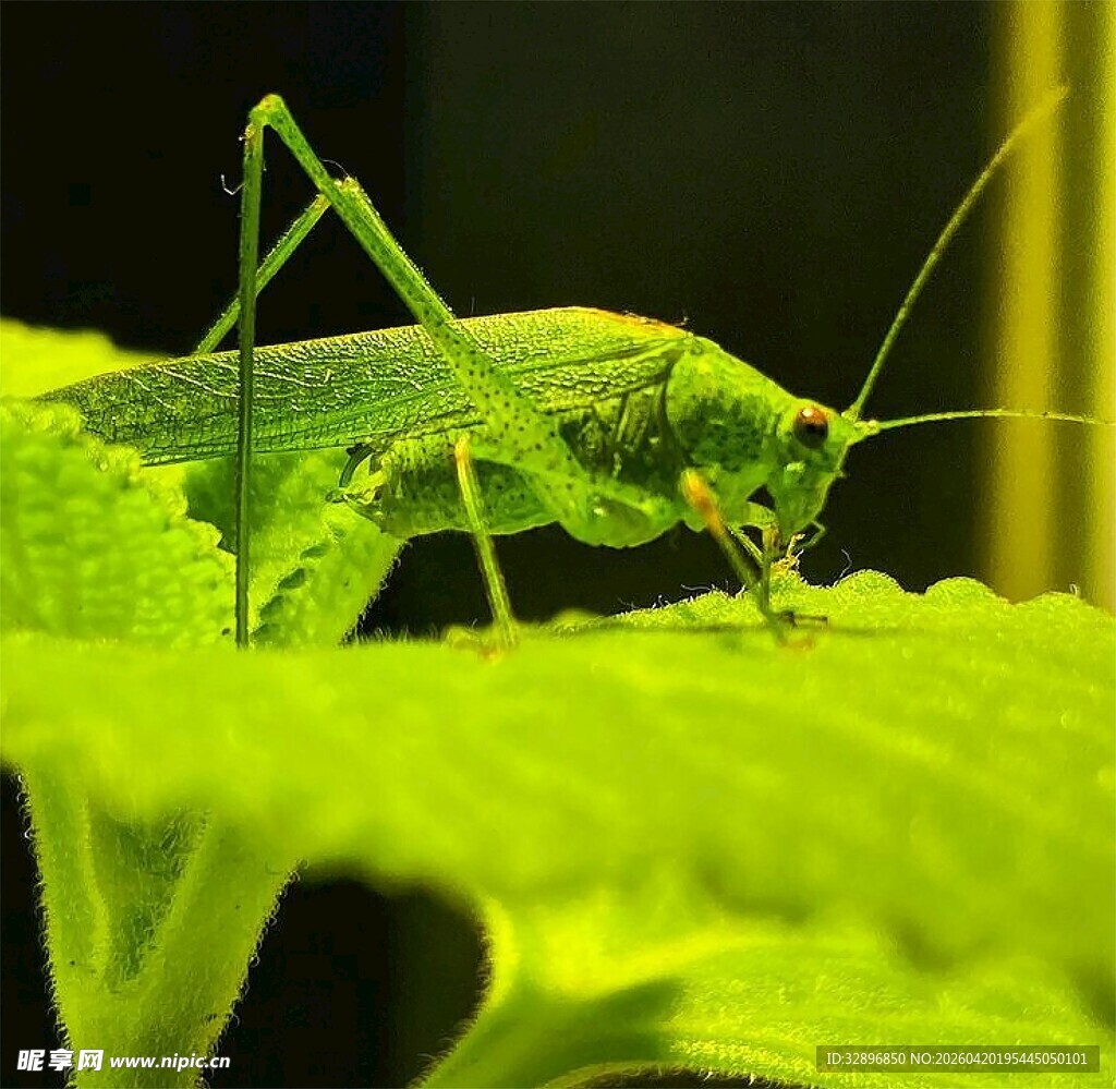 绿叶上的绿色蚂蚱