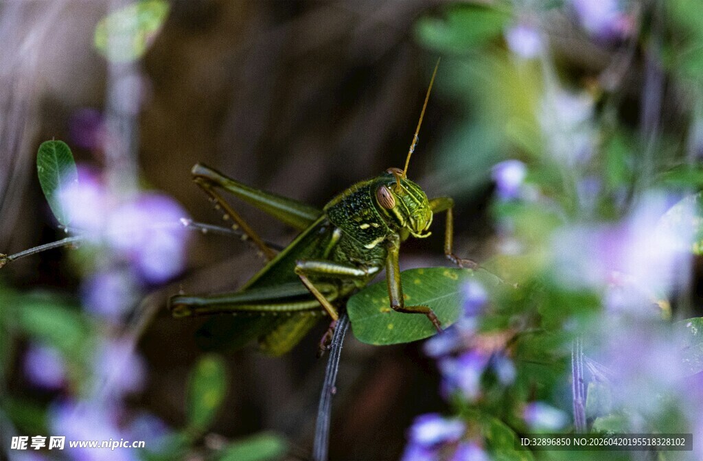 草丛中的绿色蚂蚱