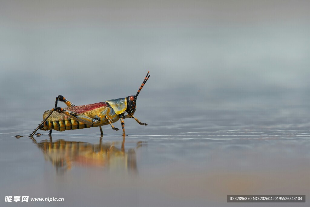 水中彩衣昆虫的静谧瞬间