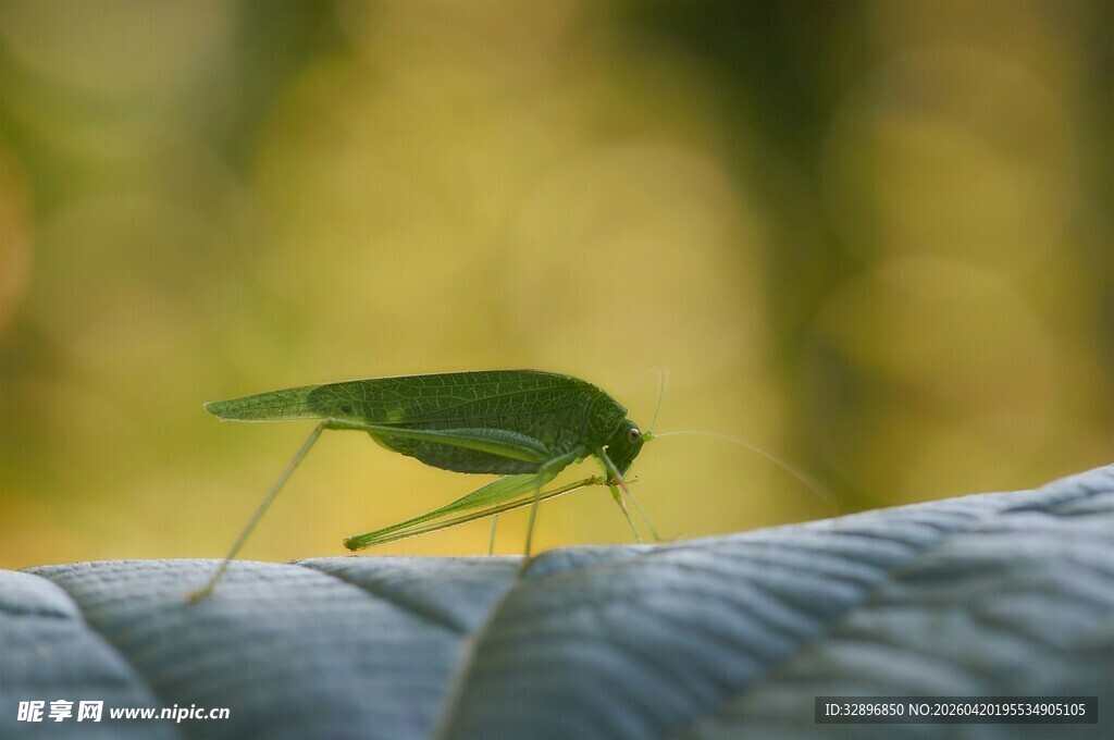 绿叶上的小昆虫
