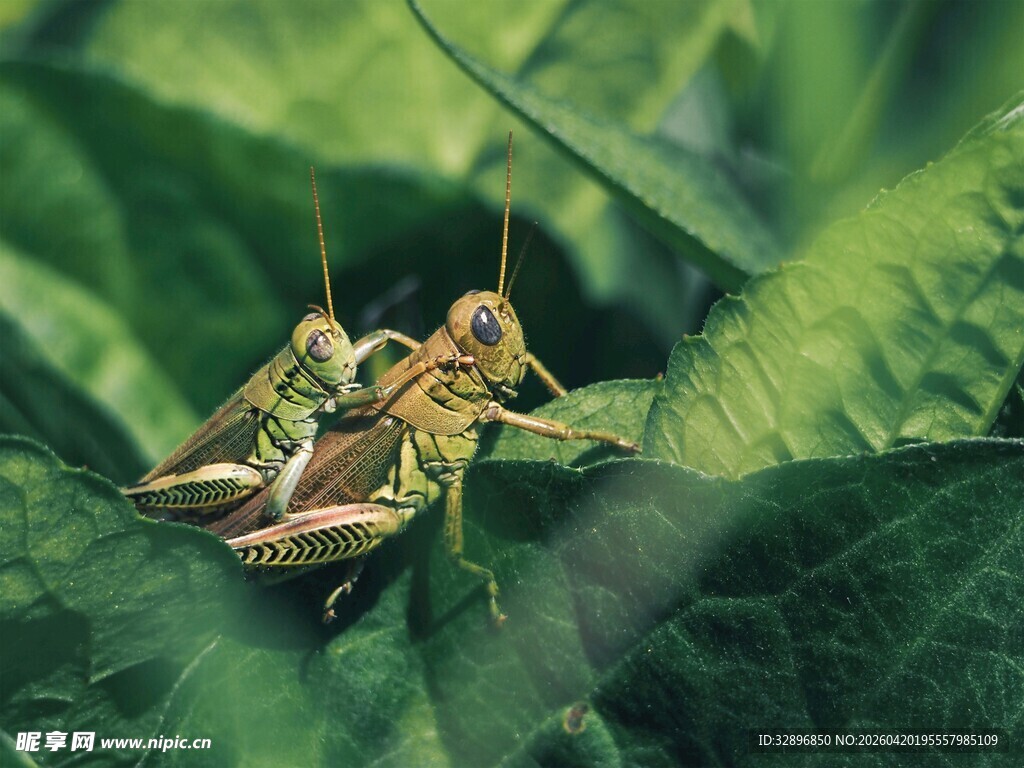 绿叶上亲昵的两只蚂蚱