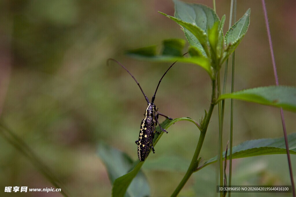 绿叶上的长触角昆虫