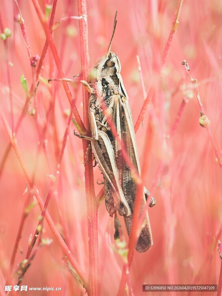 草丛中的伪装蚂蚱