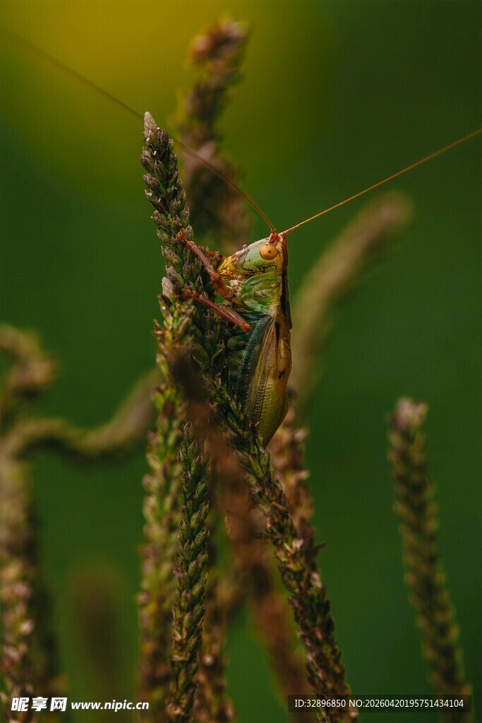 草丛中的神秘螳螂