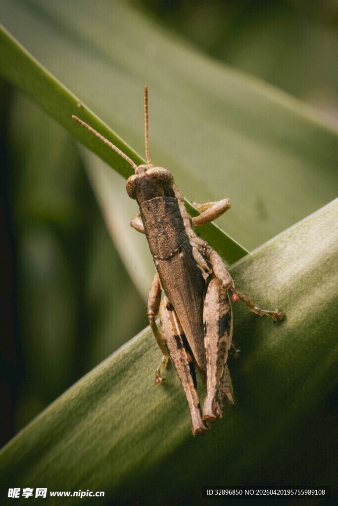 绿叶上的棕色蚂蚱
