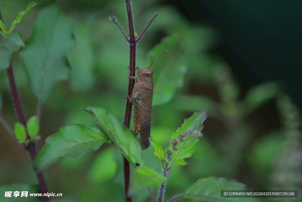 绿叶间的昆虫特写