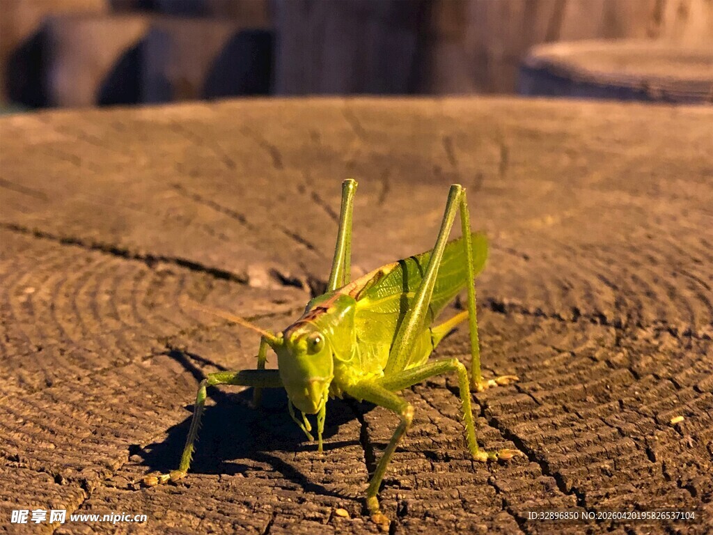 阳光下的翠绿蝗虫