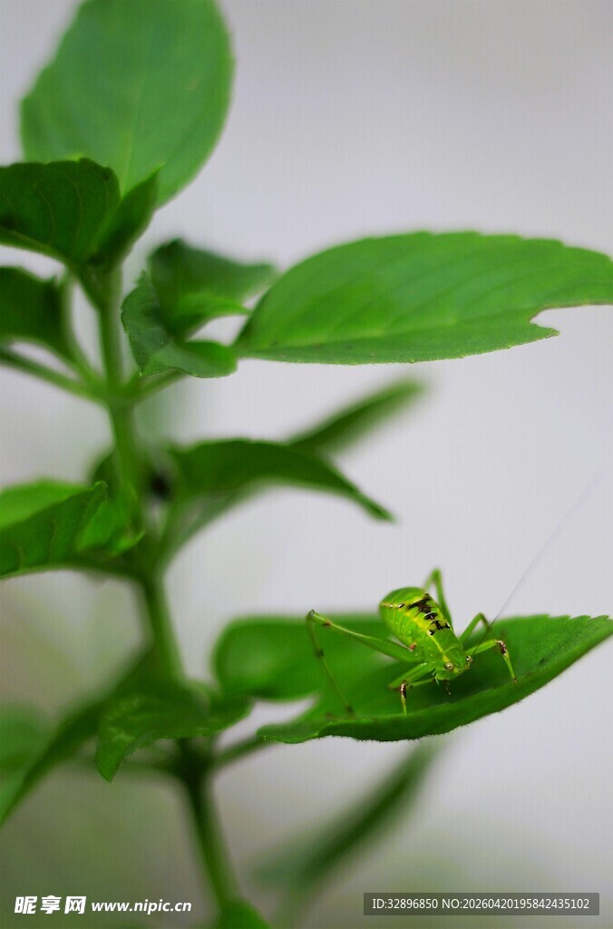 绿叶上的绿色小昆虫