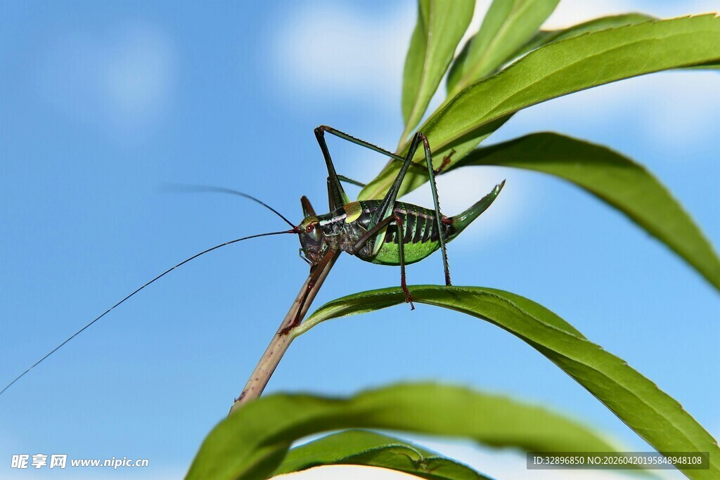 绿叶上的长须昆虫