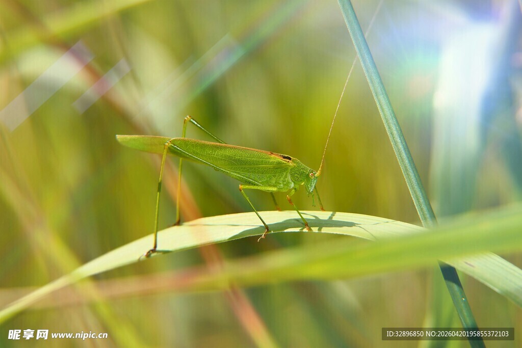 绿叶上的绿色蚂蚱