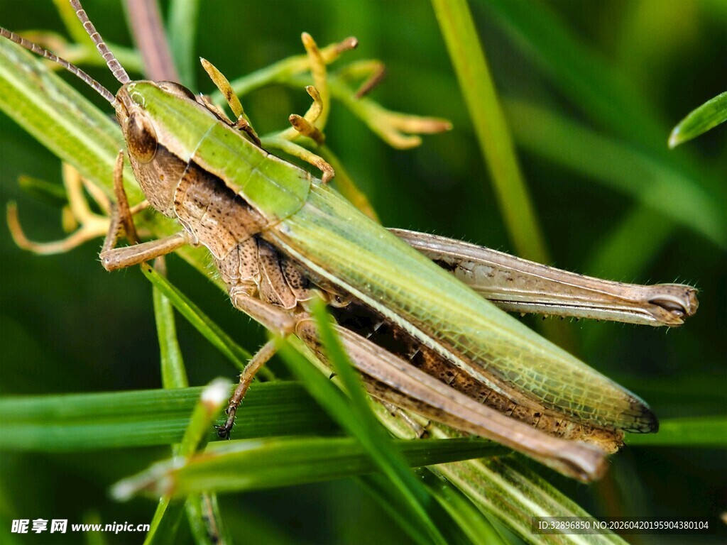 草丛中的绿色蚂蚱