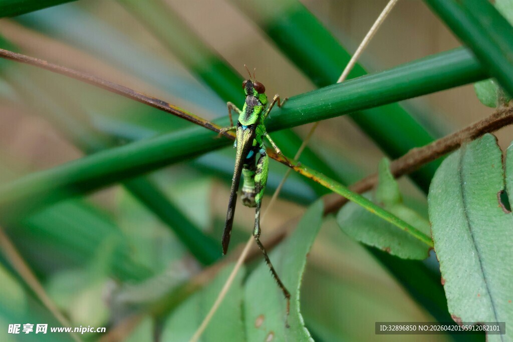 绿叶间的细长昆虫