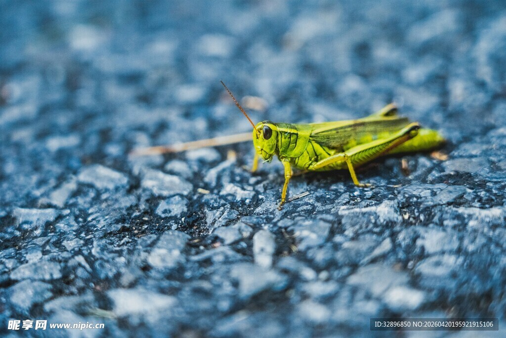 绿色蚱蜢静卧蓝色地面