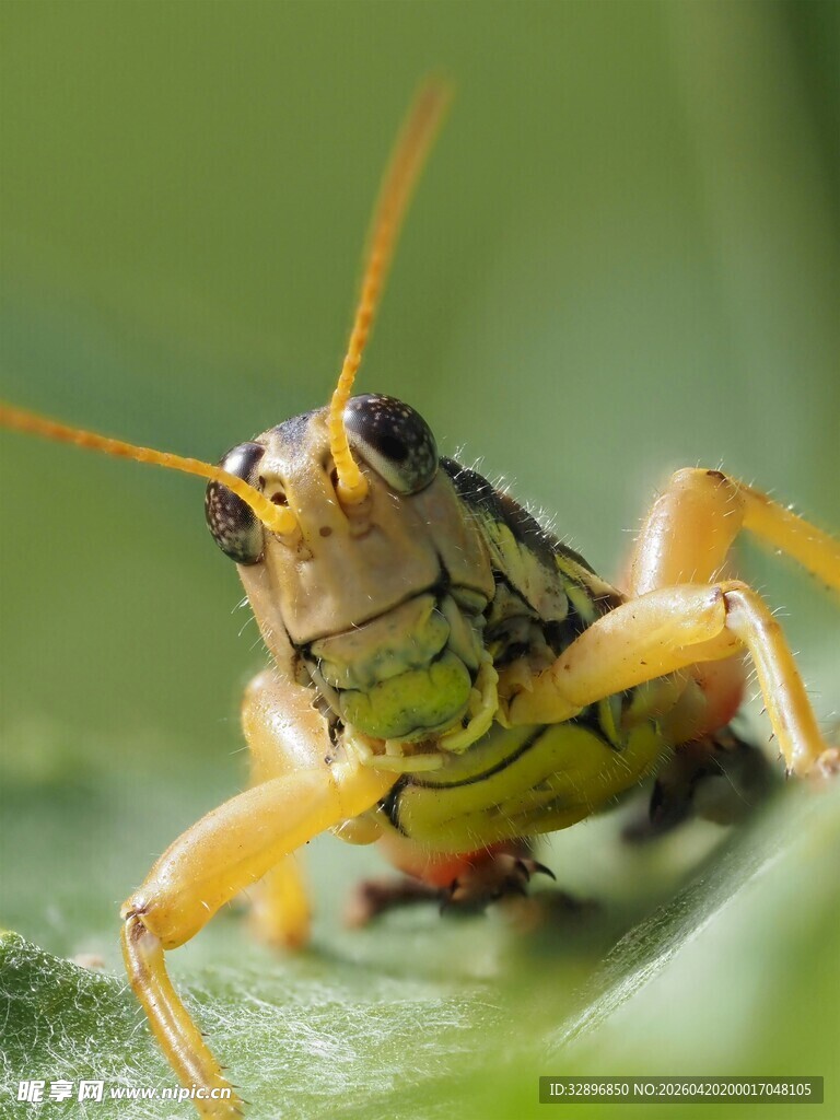 特写绿色蝗虫的生动瞬间