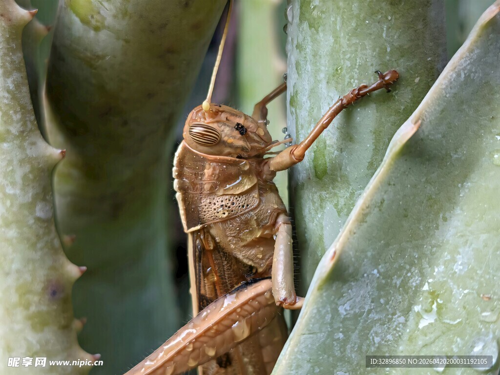 仙人掌上的棕色蚂蚱