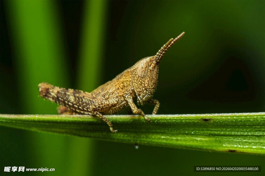 绿叶上的小蝗虫