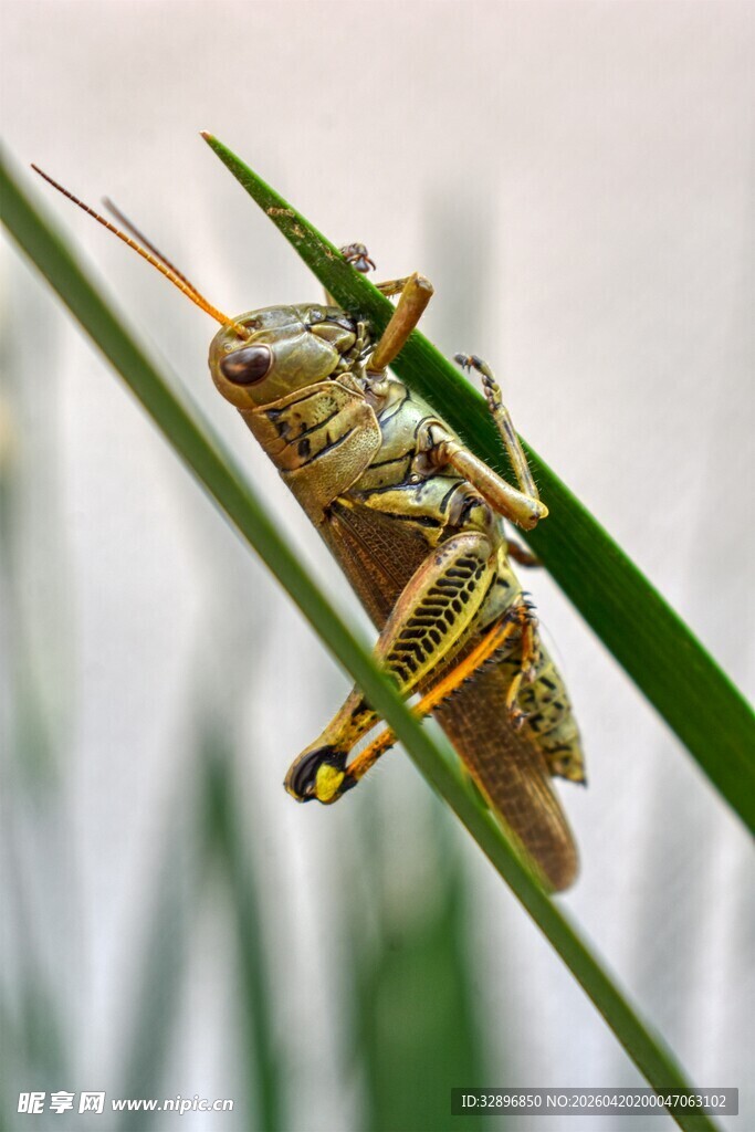 栖息于草叶上的蚂蚱