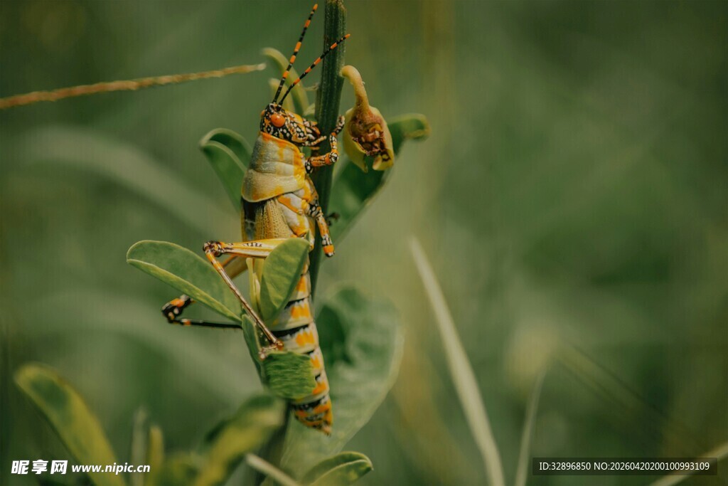 草丛中的两只绿色蚂蚱