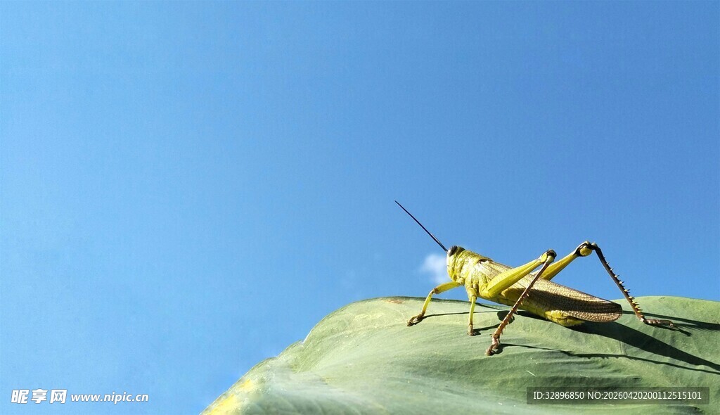 绿叶上的黄色蚂蚱