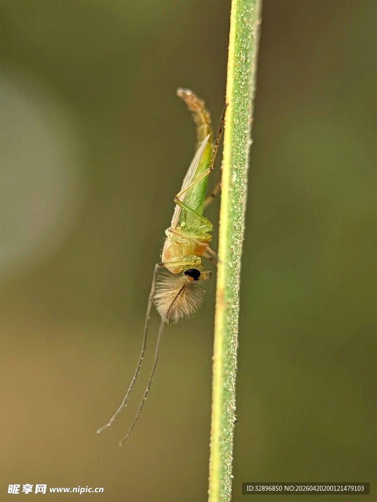 倒挂于草茎的绿色小昆虫