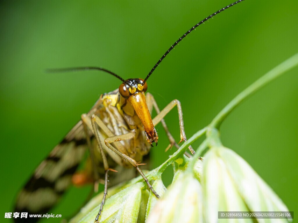 绿叶上的斑斓昆虫