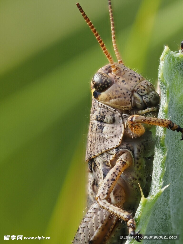 特写栖息绿叶上的蚂蚱