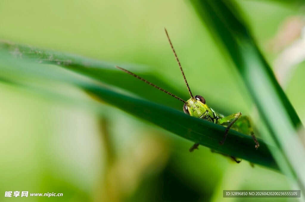 绿叶上的绿色小蚱蜢