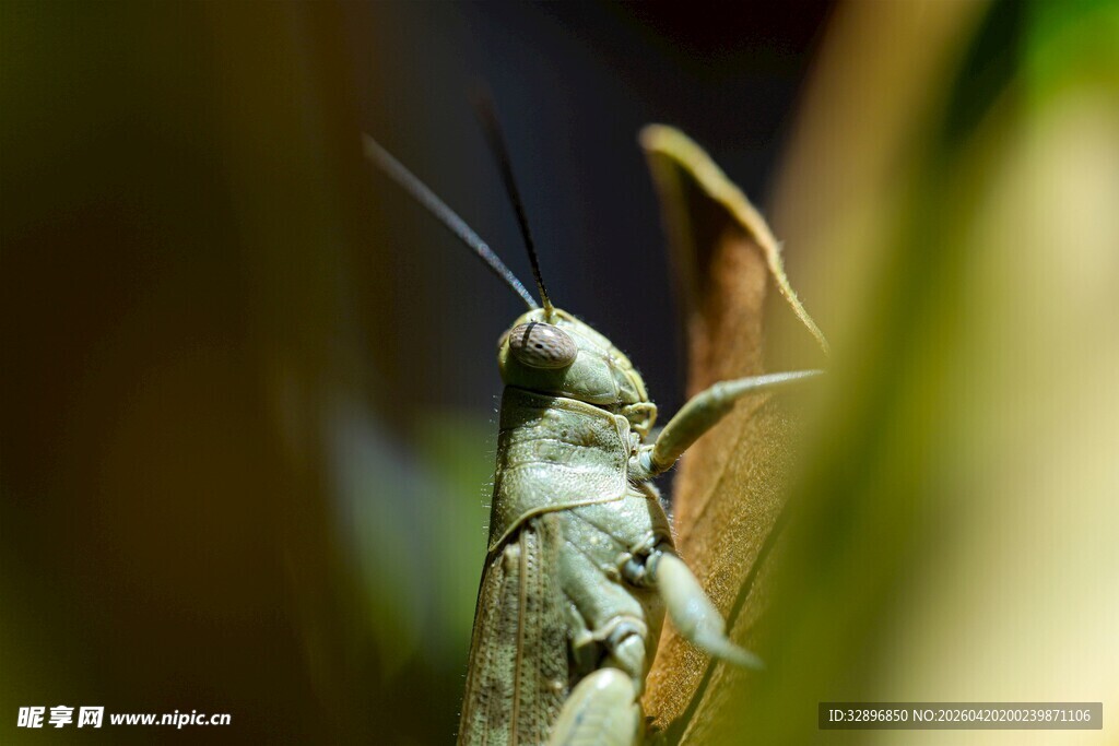 草丛中的绿色蚂蚱