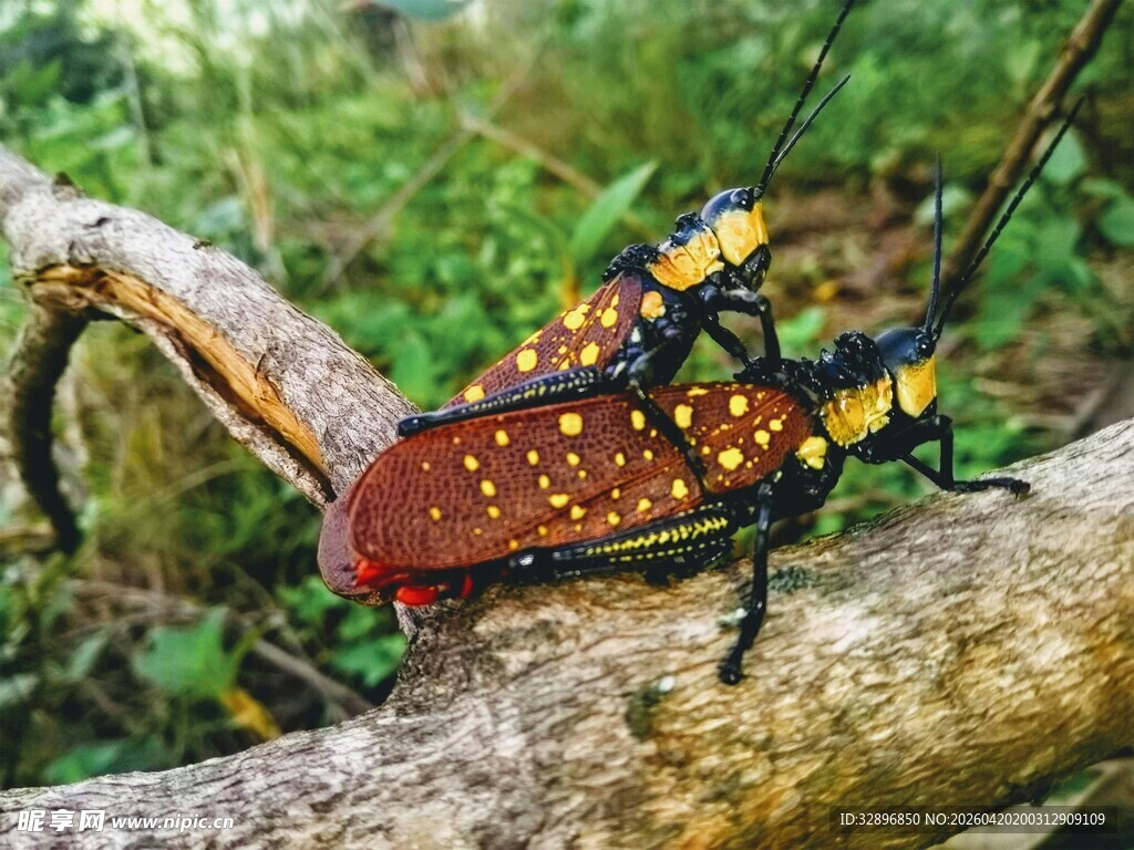 色彩斑斓的甲虫趴在树枝上