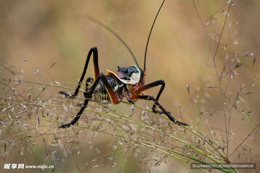 草丛中的彩色蚂蚱