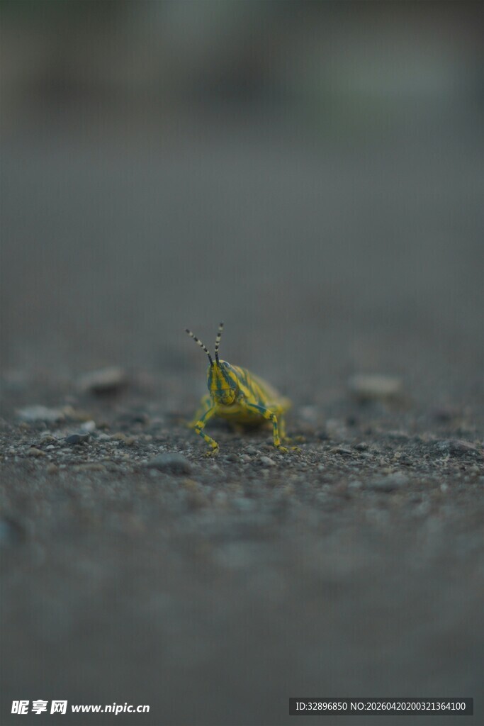 雨中路面上的小绿蛙