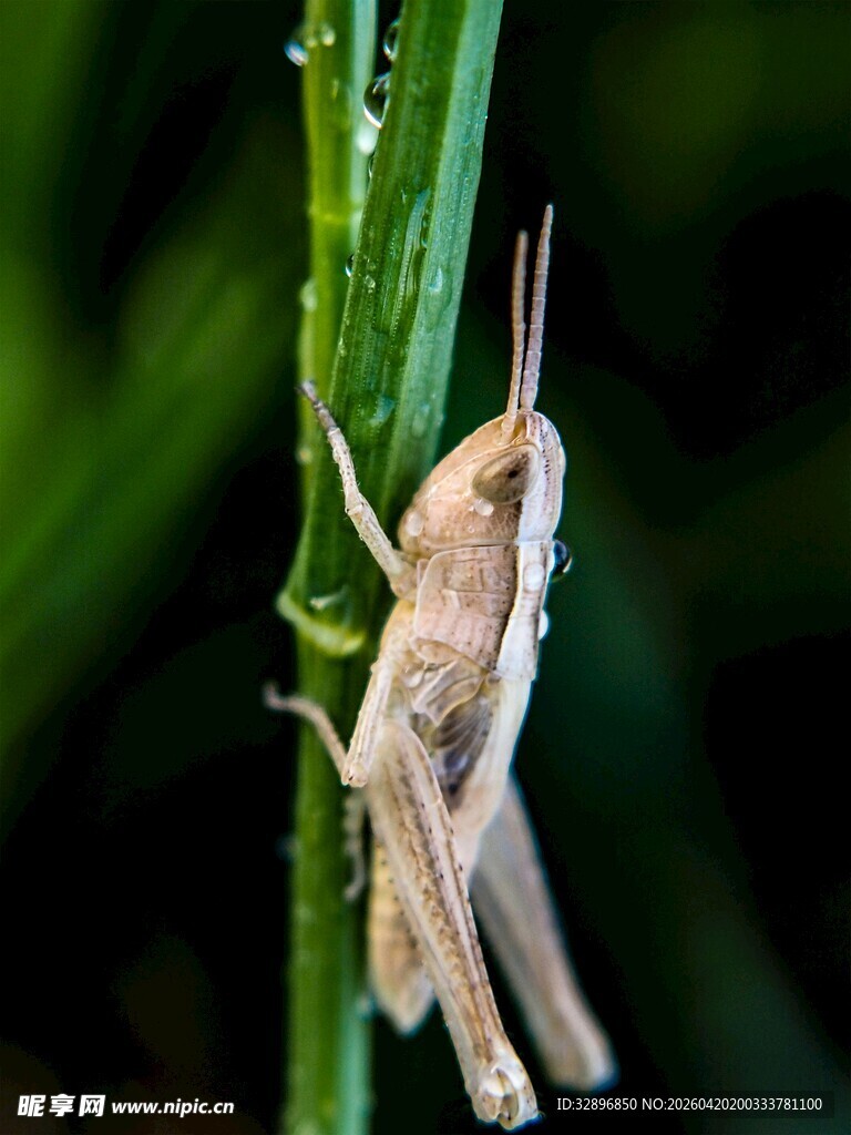 草茎上的棕色蚂蚱