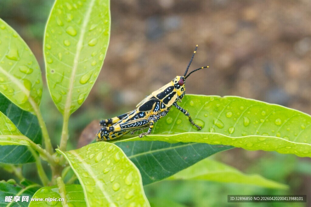 绿叶上的条纹昆虫