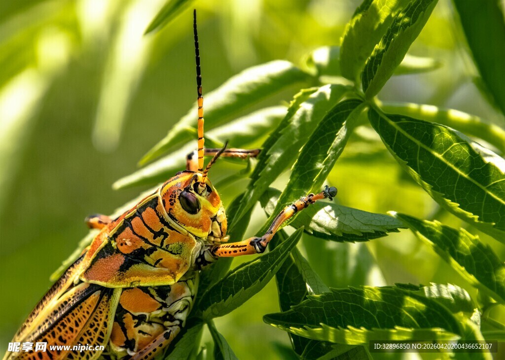 绿叶上的多彩蝗虫