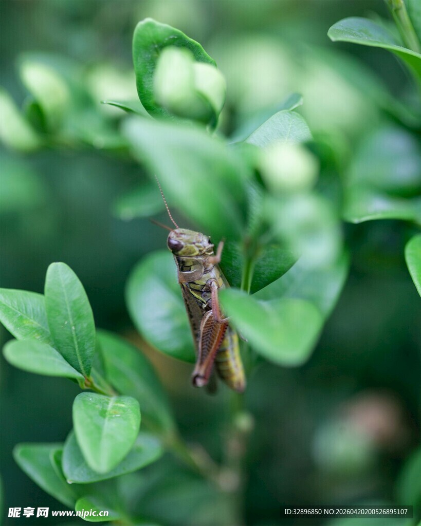 绿叶间的棕色小昆虫