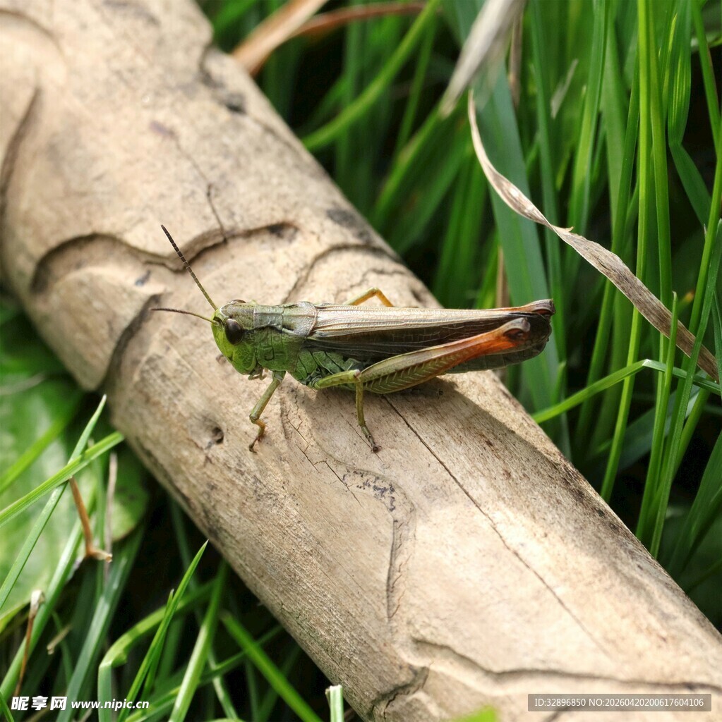 草丛中木头上的一只蚂蚱