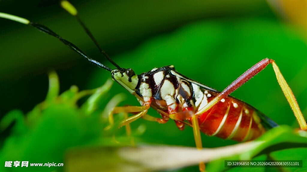 草丛中的多彩蟋蟀